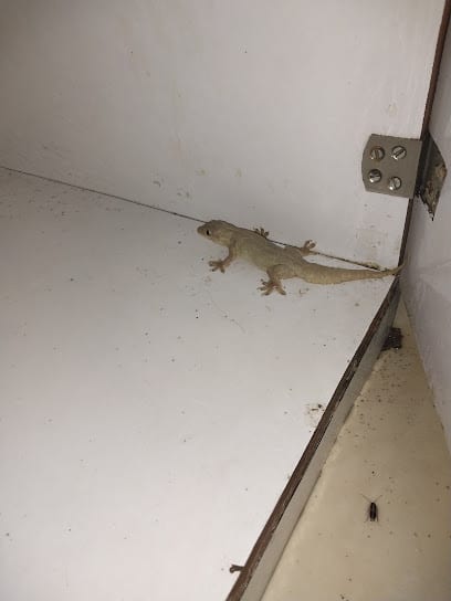 AGM Facilities : Pest Control