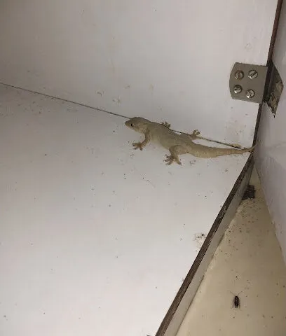 AGM Facilities : Pest Control, Water Tank Cleaning, Deep Cleaning, & Plumbing Services