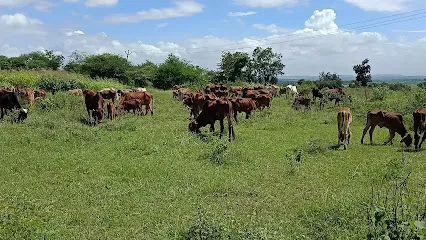 Golden Gir Dairy Farm Desi Gir Cow Milk {A2} & Ghee