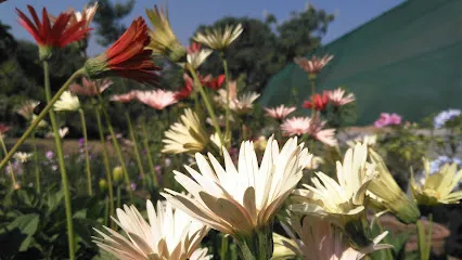 Green World Plant Nursery